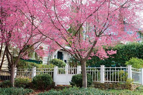 Cherry Blossom Trees - 14 Things to Know about Cherry Blossoms | Southern Living