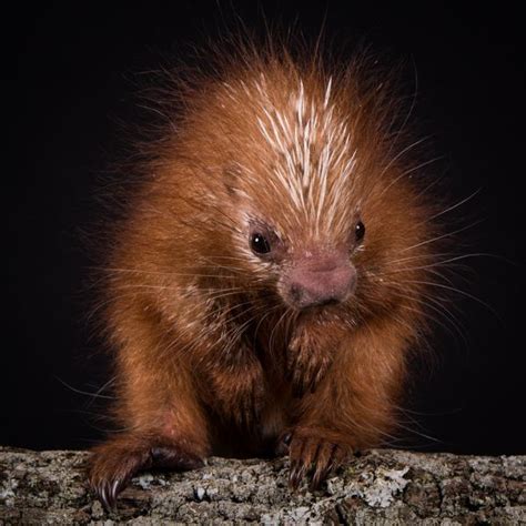 All Of The Fluffyness Baby Prehensile Tailed Porcupine Zooborns