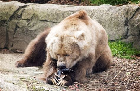 медведь ест kodiak рыб стоковое фото. изображение насчитывающей глаза ...