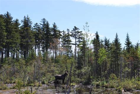 Maines Moose Alley Us Route 201 To Adventure Northern Outdoors