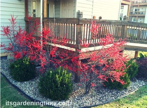 Winterberry #Shrub Adds Stunning Color #Autumn #Garden! | Winterberry holly, Winterberry, Garden ...