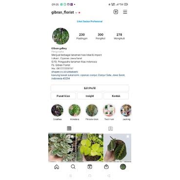 Jual Calathea Medalion V Dan Jessy Indonesia Shopee Indonesia