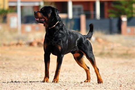 Rottweiler Tail Docking: Is It Justified Or Cruel?