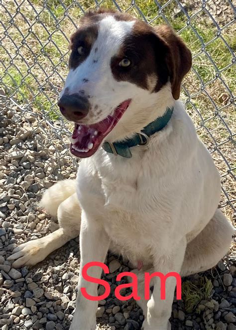 park county animal shelter cody wy 4