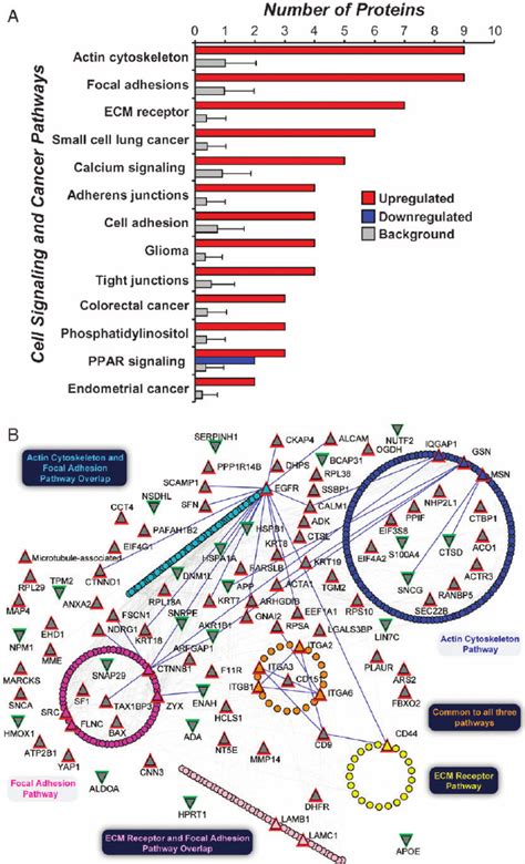 Kegg Pathway And Protein Network Analysis Indicated Functional