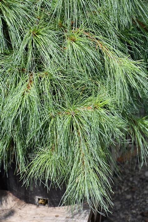 Niagara Falls White Pine Pinus Strobus Niagara Falls In Inver Grove