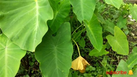 Kochu Pata Recipe Taro Leaf Recipe Youtube