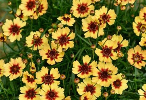 12 Stunning Coreopsis Varieties to Fill Your Garden with Color All Summer