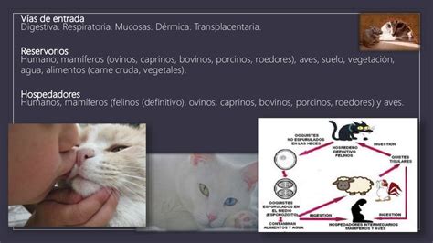 Toxoplasma Gondii Inmunologia