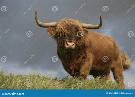 Highland Cattle Stock Photo Image Of Bison Cattle Bull 35434440