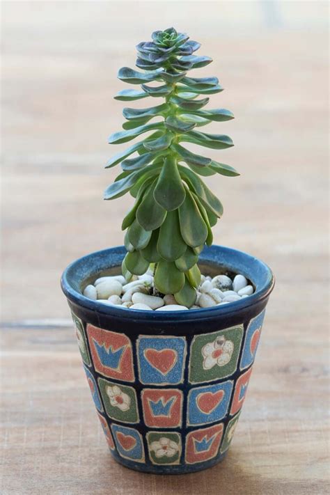 How to Grow Echeveria Succulents | Gardener's Path