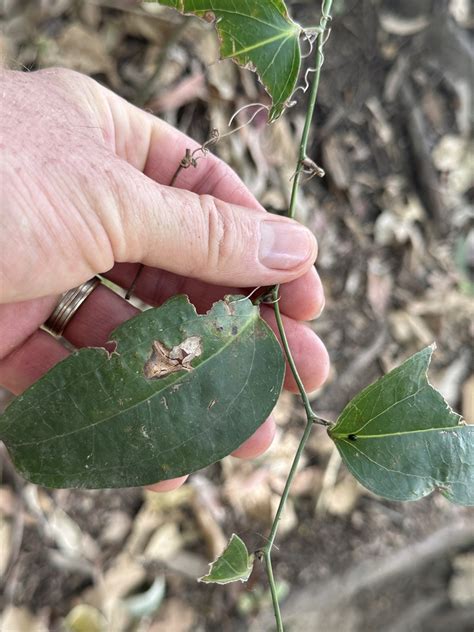 Austral Sarsaparilla In October By Cwelden Ecp Inaturalist