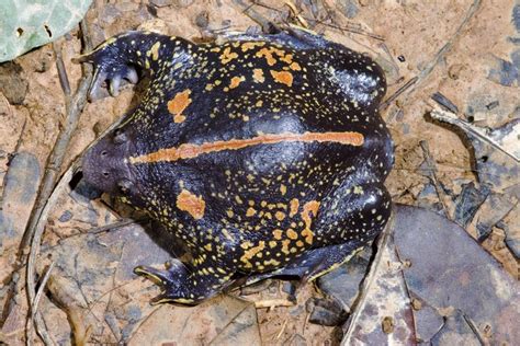 CalPhotos Rhinophrynus Dorsalis Mexican Burrowing Toad Reptiles And