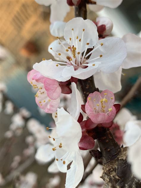 Apricot Blossom Apricot Blossom September Flowers Flowers