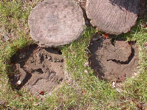 Vole Tunnels Under Stepping Stones | Vole Bait Stations - Get Rid of ...