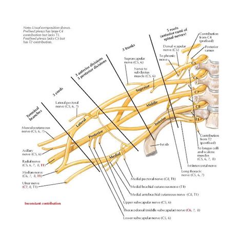 Brachial Plexus: Schema Anatomy Medial pectoral nerve (C8, T1), Medial brachial cutaneous nerve ...