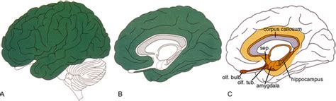 Neocortex Vs Cerebral Cortex