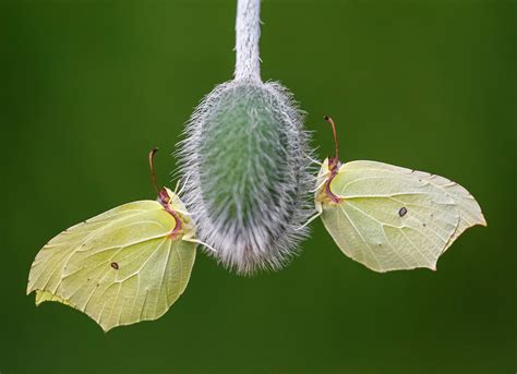 Shropshire: Prees Heath Common Reserve Work Party | Butterfly Conservation