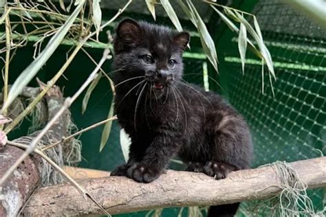 Video Tigrillo Nebuloso Descubren Nueva Especie De Felino En Venezuela