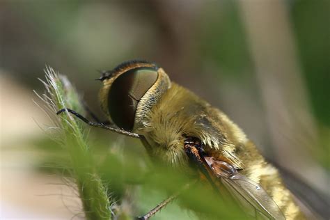 Bombyliidae Flickr