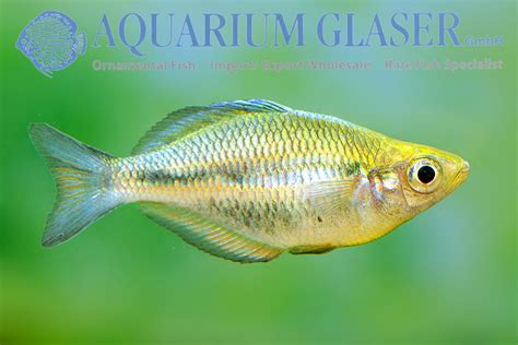 Melanotaenia Lacustris Aquarium Glaser Gmbh