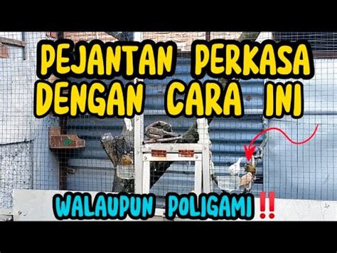 CARA AGAR PEJANTAN TETAP NGISI WALAUPUN DI KANDANG KOLONI YouTube