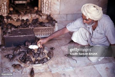 104 Photos Et Images Haute Résolution De Karni Mata Getty Images