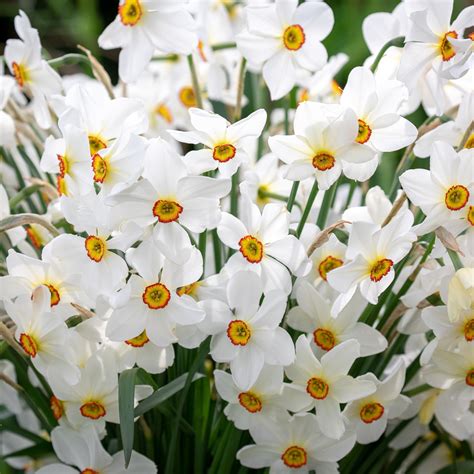 Buy Narcissus Actaea Bulbs Poeticus Daffodils Sarah Raven