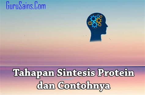 Urutan Tahapan Sintesis Protein Sinau