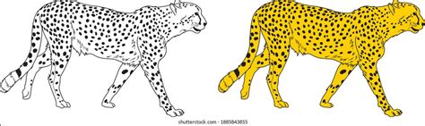 75,992 Cheetah color Images, Stock Photos & Vectors | Shutterstock