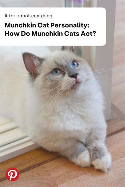 Munchkin Cat Personality: How Do Munchkin Cats Act?