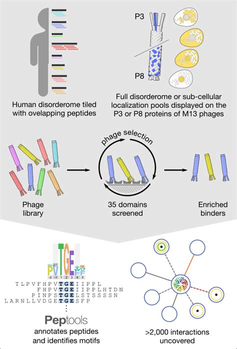 Proteome‐scale Mapping Of Binding Sites In The Unstructured Regions Of