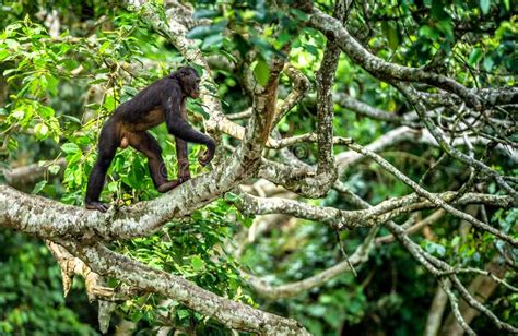 Bonobo on the Branch of the Tree in Natural Habitat Stock Image - Image ...