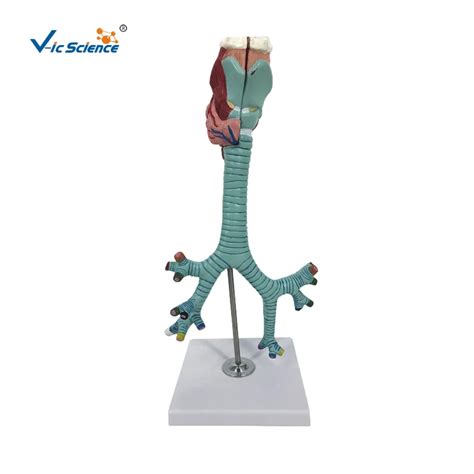 Human Anatomical Model Larynx Trachea And Bronchi Models Lungs