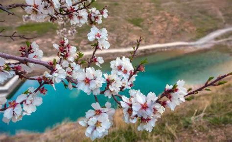 تصویر از طبیعت بهار کامل مولیزی