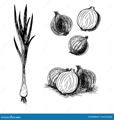 Hand Drawn Set Of Onion Vector Sketch Stock Vector Illustration Of