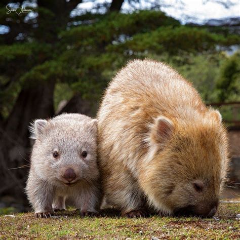 Maria Island Is Known As Tasmanias Noahs Ark The National Park Is