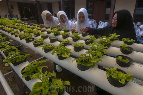 Belajar Mengenal Pertanian Hidroponik Di Sekolah