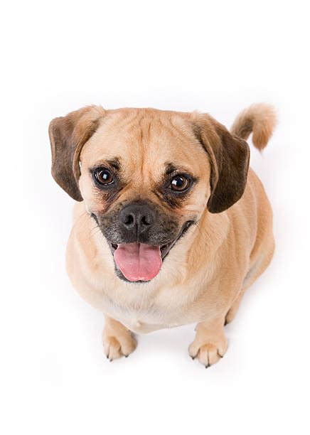 Puggle Picture Stock Photos Pictures And Royalty Free Images Istock