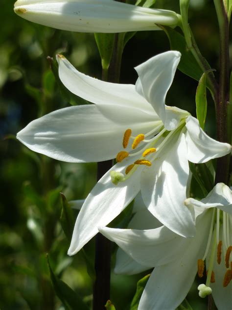 File:Lilium candidum 'Madonna lily' (Liliaceae) flower.JPG - Wikimedia ... 