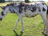 57 Mule & Donkey Colors & Markings ideas | horses, zorse, equines