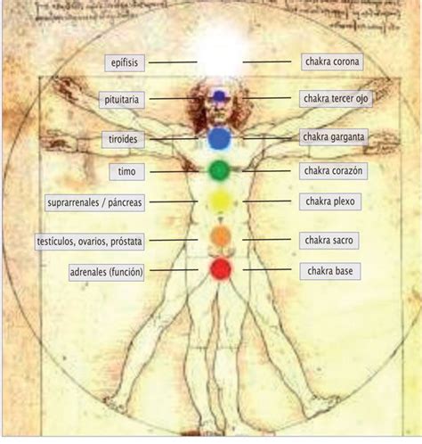 Lista Imagen De Fondo Puntos De Energia Del Cuerpo Humano Lleno