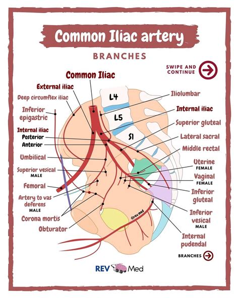 Common Iliac Artery And Branches Diagram Quizlet