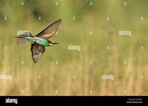 European Bee Eater Merops Apiaster In Flight Northern Bulgaria