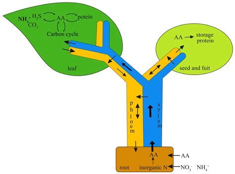 Molecules Free Full Text Fluorescent Dye Labeled Amino Acids For