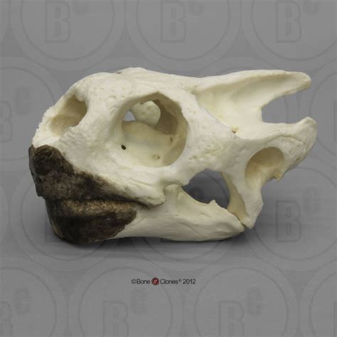 Galapagos Tortoise Skull - Bone Clones - Osteological Reproductions