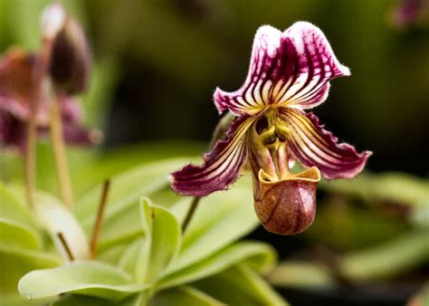 rare animal orchids