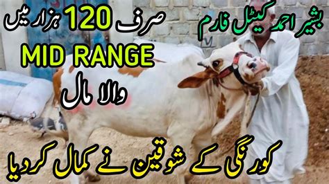 120K Me Mid Range Wala Maal At Basherr Ahmed Cattle Farm Cow Mandi