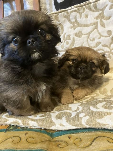 Королівський пекінес карликової породи: 3 000 грн. - Собаки Черкаси на Olx