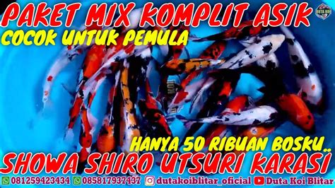 Cuma Ribuan Paket Koi Mix Komplit Cocok Untuk Pemula Duta Koi